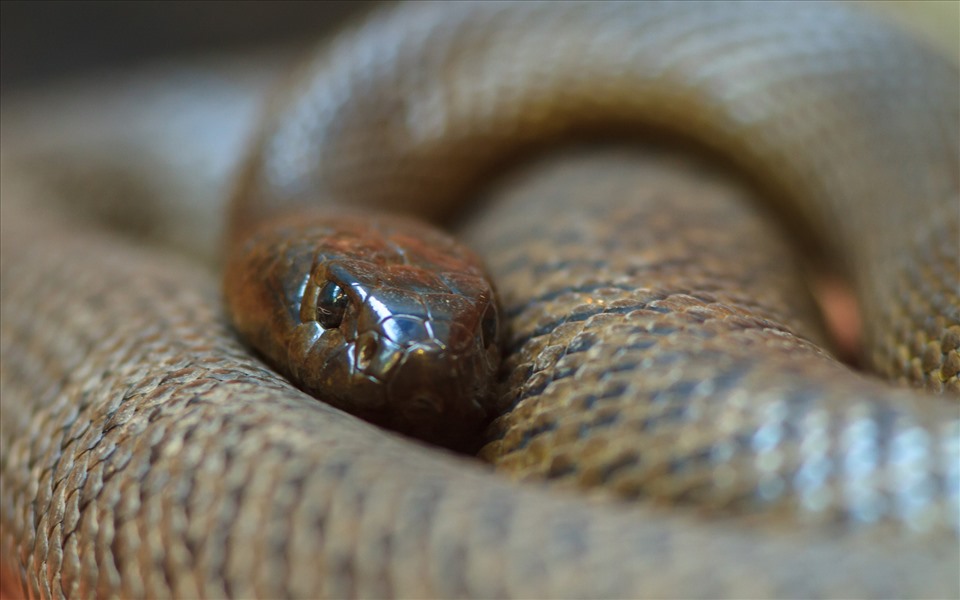 Serpents Taipan intérieurs.  Photo : Getty