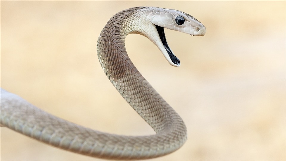 Cận cảnh vẻ đẹp ma mị của rắn  loài sát thủ thầm lặng  Báo Dân trí