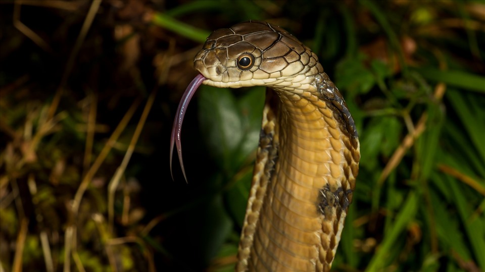 Grand cobra.  Photo : Getty