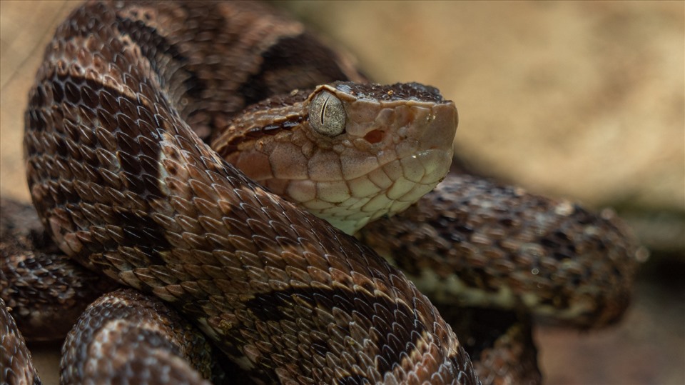 Serpent fer-de-lance.  Photo : Getty