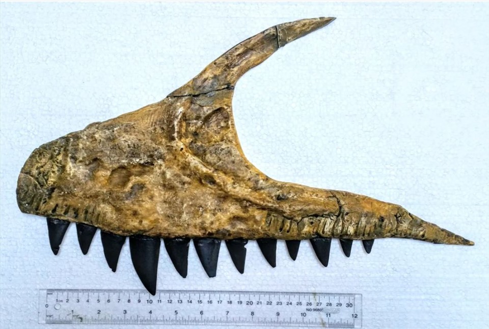Hàm trên của khủng long Ulughbegsaurus được tái tạo. Ảnh: Dinosaur Valley Studios