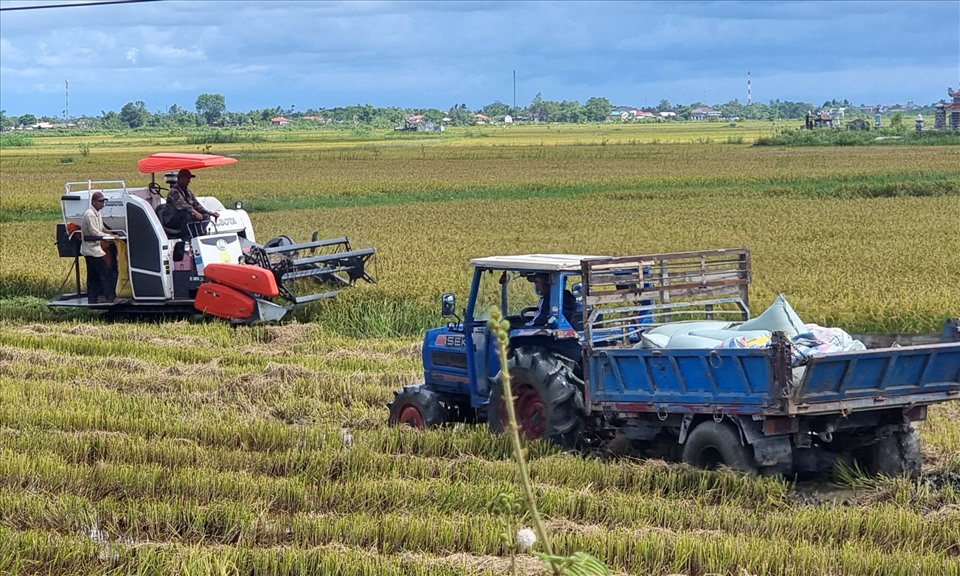 Hơn 5.500ha lúa tại tỉnh Quảng Trị chưa chín tới chưa được thu hoạch. Ảnh: Hưng Thơ.