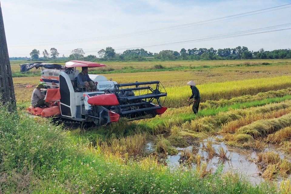 Máy gặt liên hoàn đang chạy hết công suất gặt lúa ở xã Lưu Vĩnh Sơn, huyện Thạch Hà. Ảnh: Trần Tuấn.