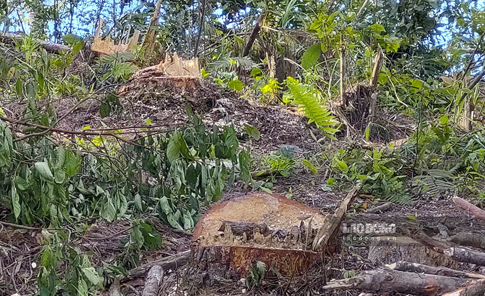 Nhiều hacta rừng bị phá trong nhiều ngày trước sự bất lực của chính quyền.