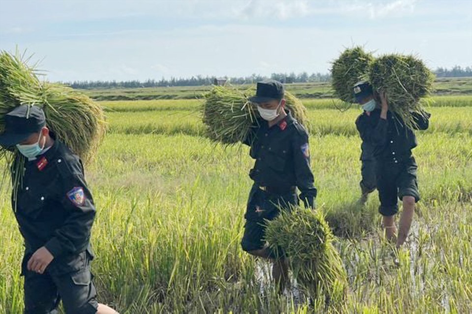 Các chiến sỹ Cảnh sát cơ động giúp dân vận chuyển lúa. Ảnh: CA.