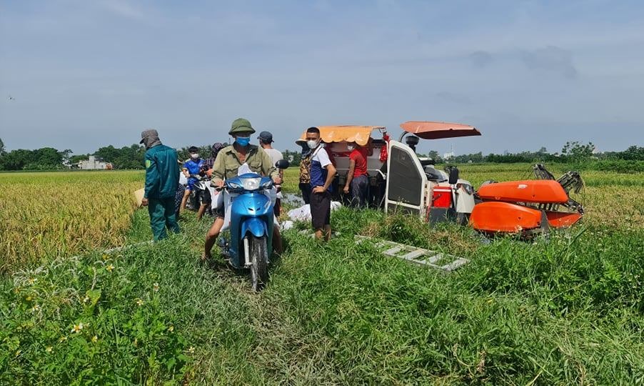 Được biết, tranh thủ thời tiết nắng trước khi cơn bão số 5 đổ bộ, người dân tại nhiều địa phương ở Thanh Hóa đã xuống đồng tranh thủ gặt lúa, mang về phơi.