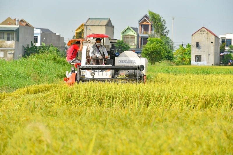 Trên khắp các cánh đồng thuộc những huyện như Quảng Xương, thị xã Sầm Sơn, thành phố Thanh Hóa...máy gặt đã làm việc hết công xuất, để gặt lúa cho người dân.