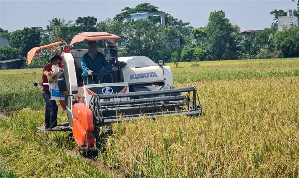 Trên khắp các cánh đồng thuộc những huyện như Quảng Xương, thị xã Sầm Sơn, thành phố Thanh Hóa...máy gặt đã làm việc hết công xuất, để gặt lúa cho người dân.