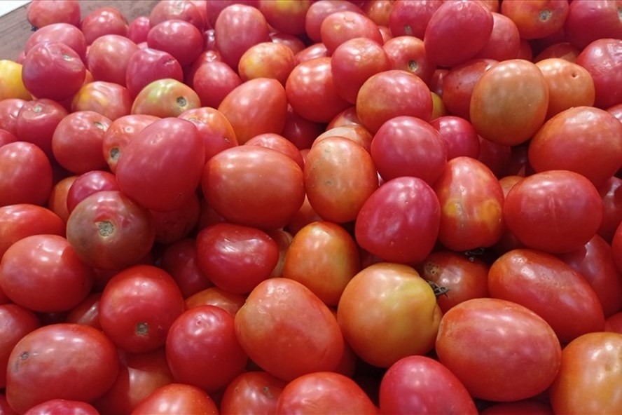 Những mẹo chọn cà chua tươi ngon, không chất bảo quản. Ảnh: Thanh Ngọc
