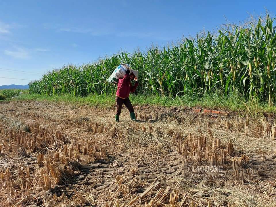 Sau khi thu hoạch xong diện tích lúa mùa, nếu không bị ảnh hưởng do bão, xã Yên Phú sẽ tiến hành trồng ngô đông trên đất hai vụ lúa.
