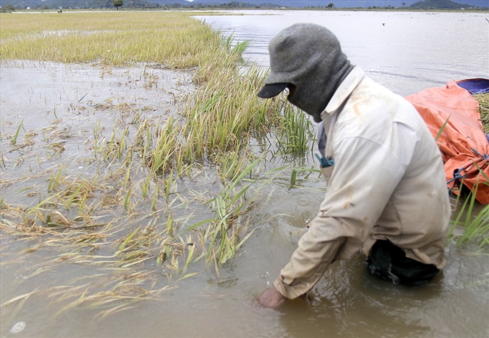 Ông Y San Buôn Yang, ở xã Đắk Liêng dầm mình trong nước vớt vát một ít lúa trước khi bị ngập sâu. Ảnh: Phan Tuấn