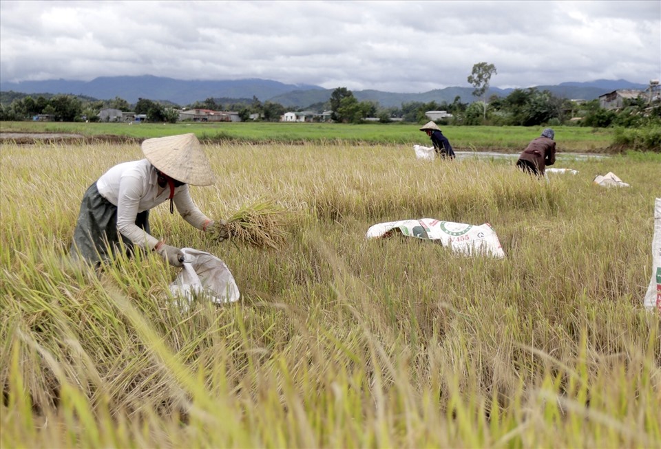 Nhiều gia đình ở huyện Lắk tập trung hết nhân lực ra đồng gắt lúa chạy lũ. Ảnh: Phan Tuấn