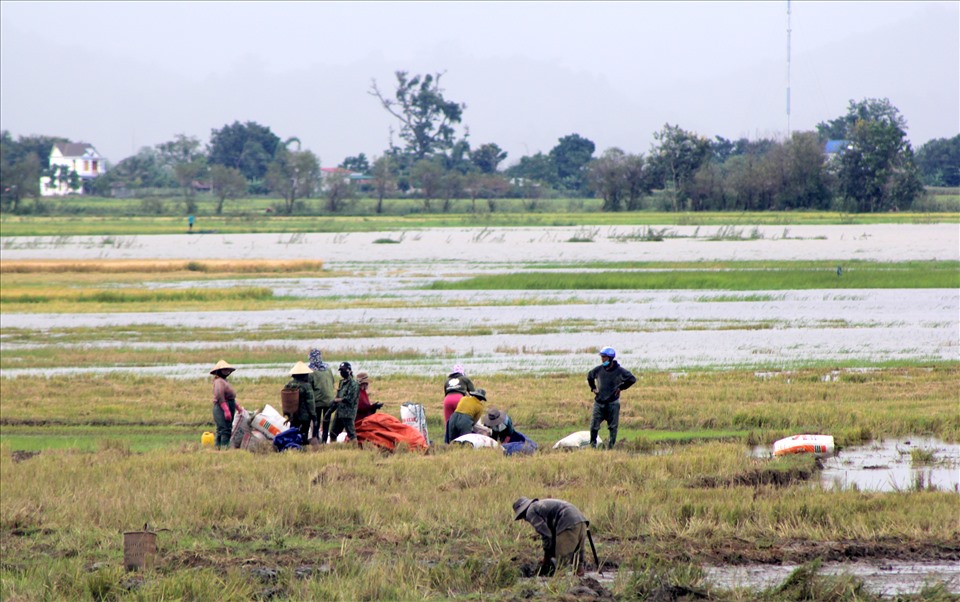 Người dân ở huyện Lắk chạy đua với thời gian gặt lúa chạy lũ. Ảnh: Phan Tuấn