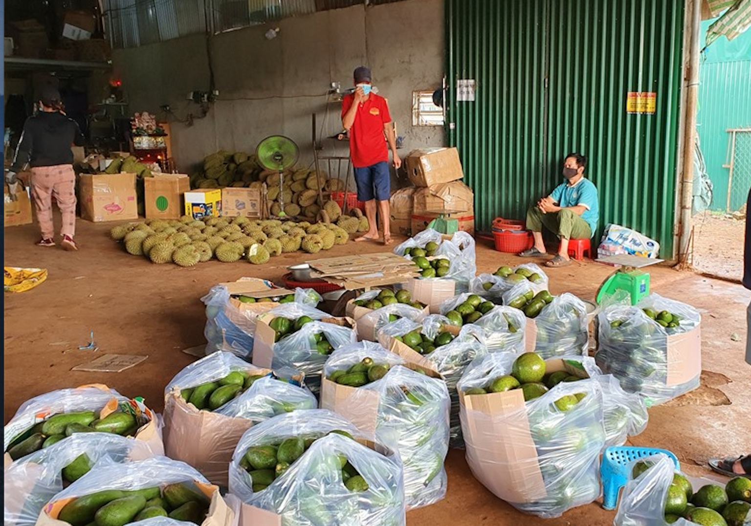 Người nông dân tỉnh Đắk Lắk buôn bán, lưu thông nông sản trong mùa dịch COVID-19. Ảnh: Bảo Trung