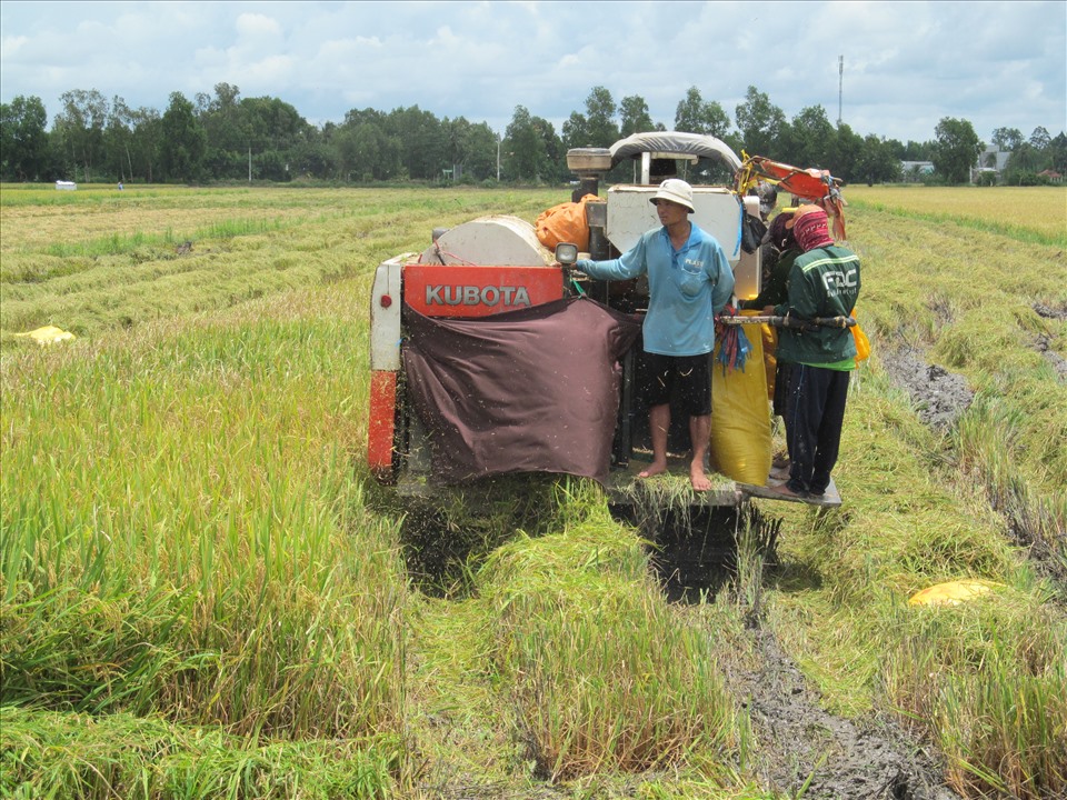 Tại huyện Vĩnh Lợi, tỉnh Bạc Liêu người dân cũng ra đồng thu hoạch lúa. Ảnh: Nhật Hồ