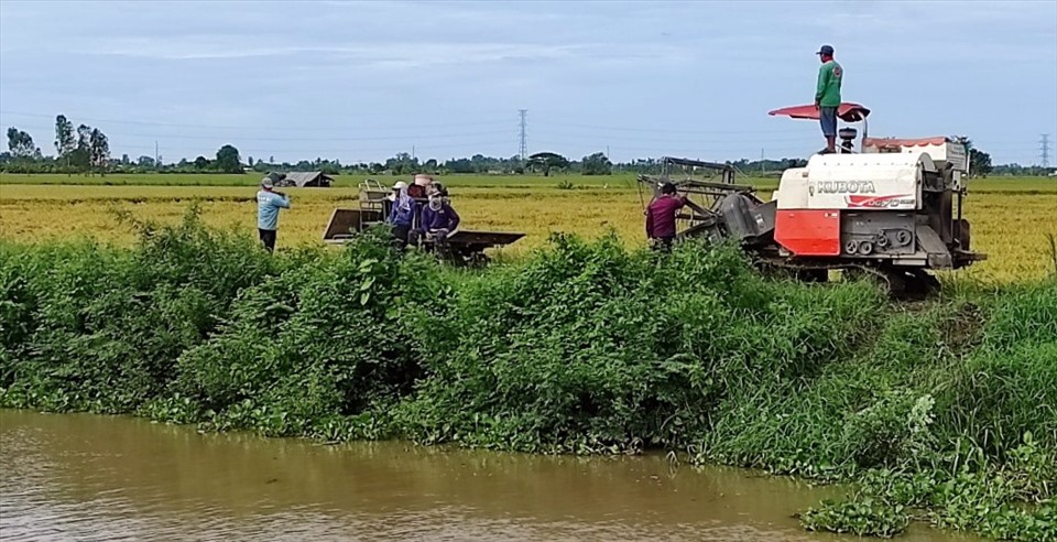Ngày 12.9, người dân huyện Trần Đề tranh thủ thu hoạch lúa chạy mưa, giông do ảnh hưởng bão số 5. Ảnh: Nhật Hồ