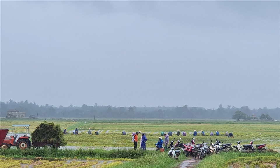 Ngày 13.9, ảnh hưởng bão số 5, tại địa bàn tỉnh Quảng Trị mưa rải rác. Dưới trời mưa, nhưng trên cánh đồng lúa xã Vĩnh Sơn, huyện Vĩnh Linh, tỉnh Quảng Trị vẫn tập trung đông người để thu hoạch lúa thủ công.