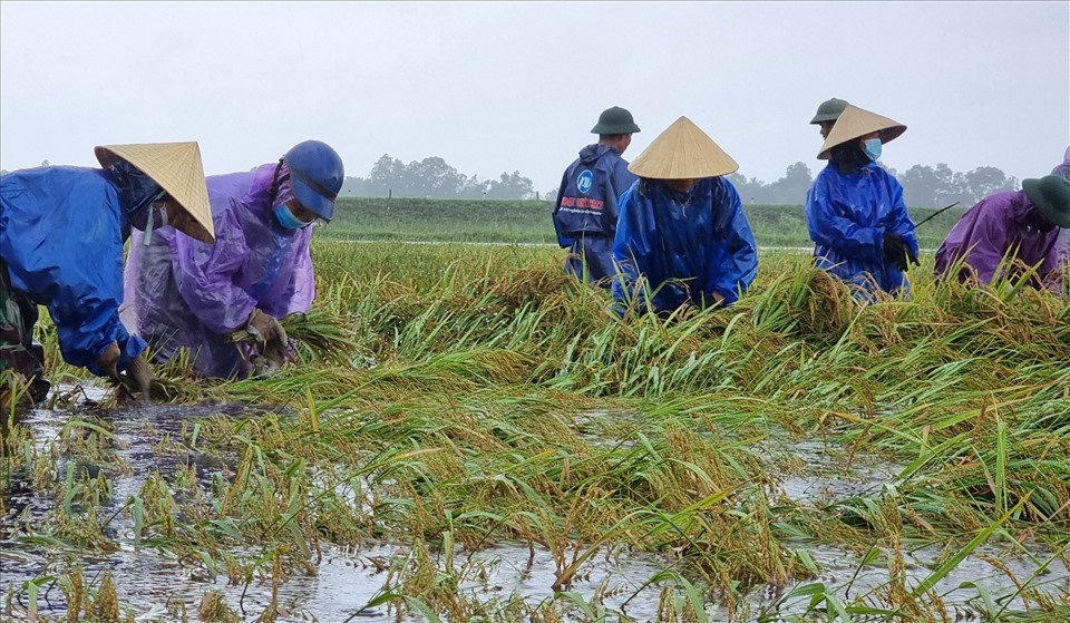Gia đình bà Nguyễn Thị Lan ở thôn Lê Xá, xã Vĩnh Sơn có gần 2 mẫu lúa nước. Lúa chưa chín tới, nghe bão vào gia đình gọi mát gặt nhưng không có. Gặt tay không được bao nhiêu thì mưa gió ập đến khiến lúa bị ngập sâu.