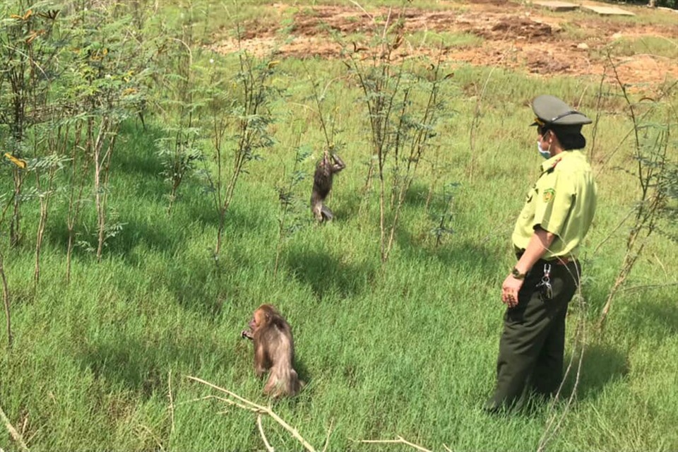 Thả 2 cá thể khỉ về khu Bảo tồn thiên nhiên Kẻ Gỗ. Ảnh: Hữu Đồng.