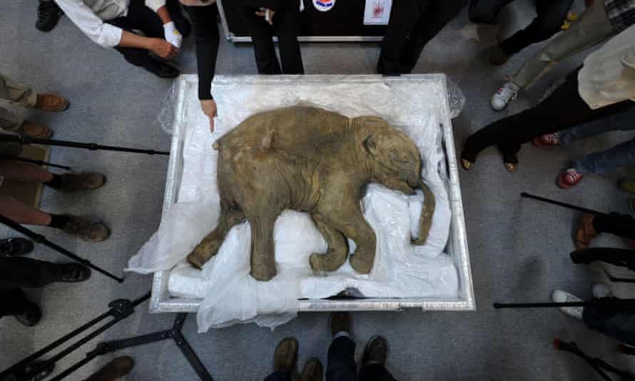 Xác con voi ma mút con Lyuba, được trưng bày ở Hong Kong, Trung Quốc, năm 2012. Ảnh: AFP