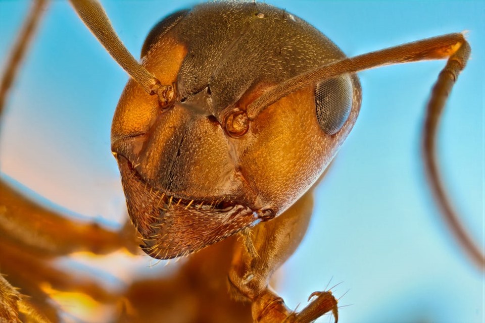 Những hình ảnh đáng chú ý khác trong cuộc thi cũng cho thấy cận cảnh những sinh vật cực nhỏ, như con kiến ​​rừng đỏ trong ảnh này.