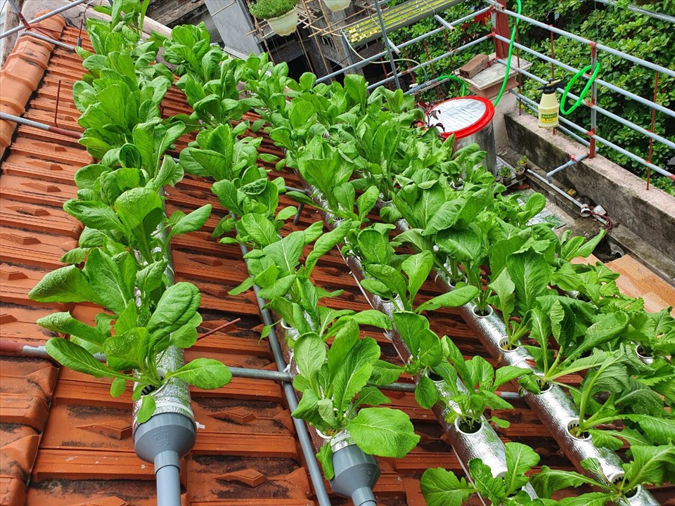 Mô hình trồng rau thuỷ canh tại ban công sân thượng năng suất cao