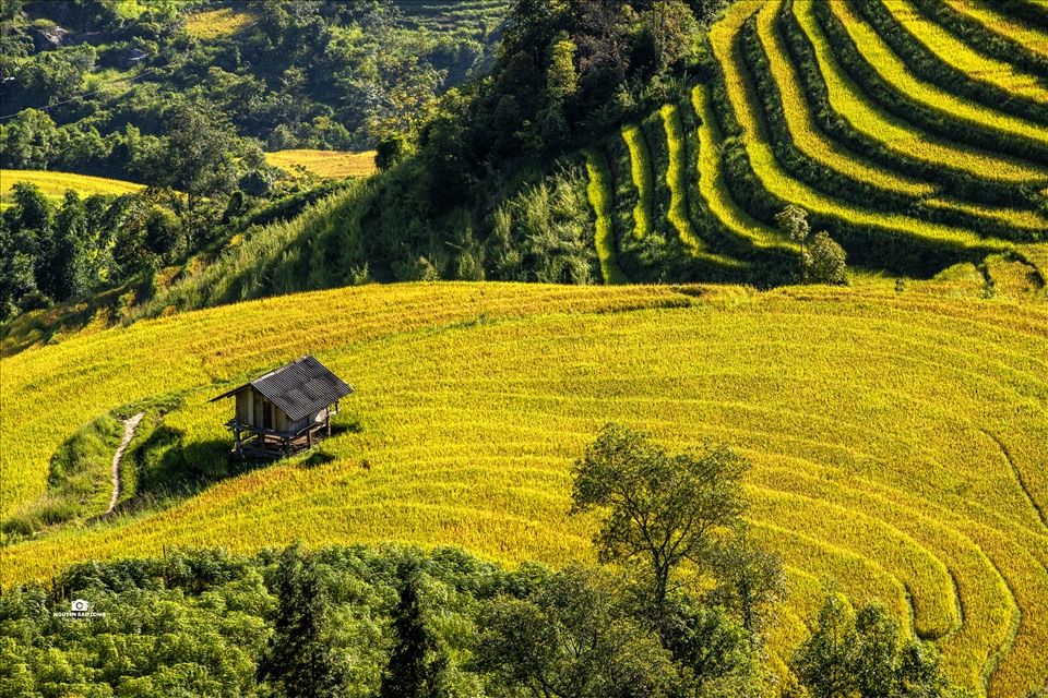 Mùa lúa chín vàng tại Sa Pa vào những ngày tháng 9. Ảnh: Đỗ Tuấn Anh