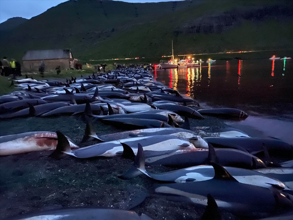1.428 con cá heo bị giết hôm 12.9 ở Quần đảo Faroe. Ảnh: Sea Shepherd