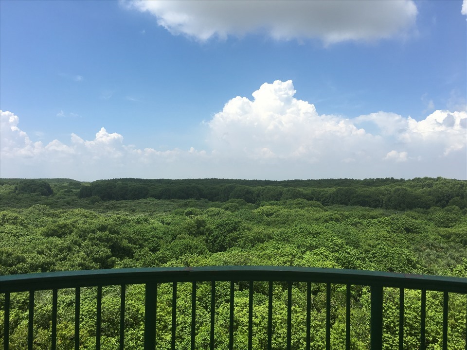 Tầm nhìn xanh ngát khi đứng trên đài quan sát chính giữa khu du lịch Vàm Sát. Ảnh: Khánh Linh.