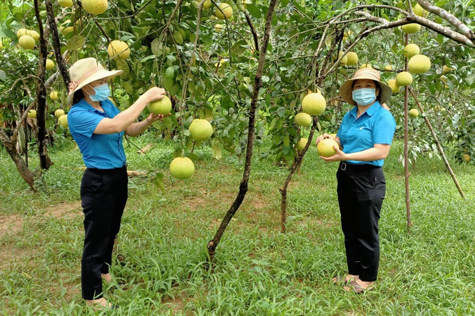 Cán bộ LĐLĐ huyện Hương Khê thu mua, hái bưởi tại gốc tiêu thụ giúp nông dân. Ảnh: CĐ.