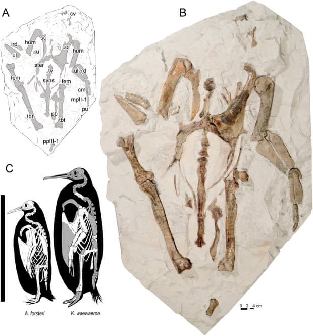 Hóa thạch chim cánh cụt chân dài khổng lồ ở New Zealand. Ảnh: Journal of Vertebrate Paleontology