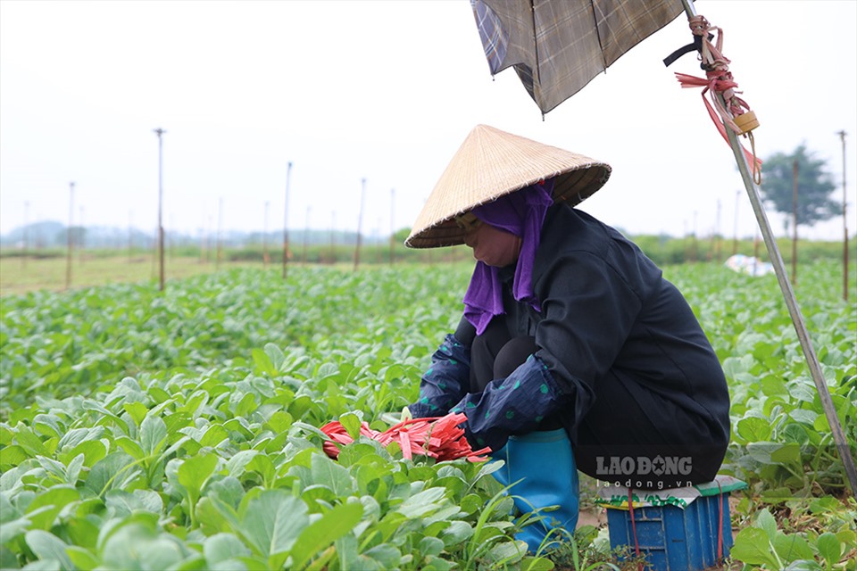 Gia đình bà Nguyễn Thị Hoa là một trong những nông hộ canh tác rau màu lâu năm tại thôn Đông Cao. Trong bối cảnh dịch COVID-19 diễn biến phức tạp, gia đình bà Hoa vẫn cố gắng duy trì sản xuất với diện tích trên 3 sào rau an toàn.