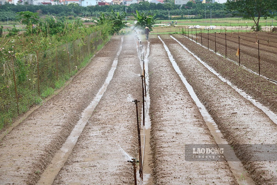 Hệ thống phun nước từ máy bơm được các hộ dân đầu tư để phục vụ cho quá trình canh tác