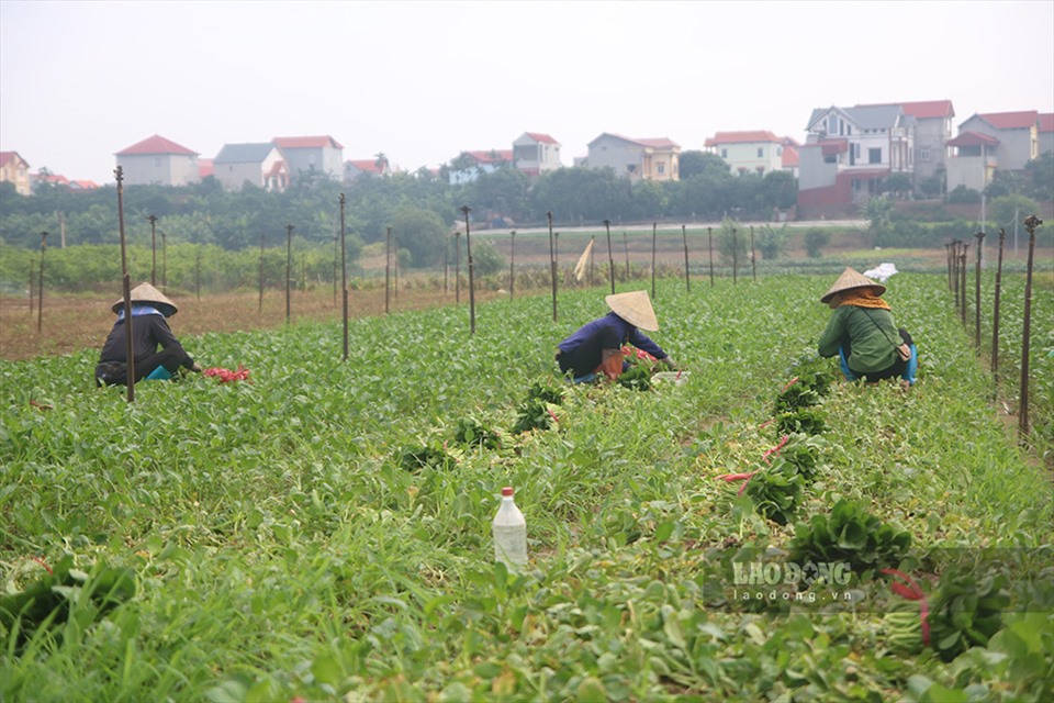 Sau những ngày nới lỏng giãn cách xã hội, các khu vực hoạt động ở vùng xanh của Hà Nội được rộng hơn, người dân lại khẩn trương thu hoạch trên những ruộng rau gia đình để kịp thời cung cấp hàng hoá.