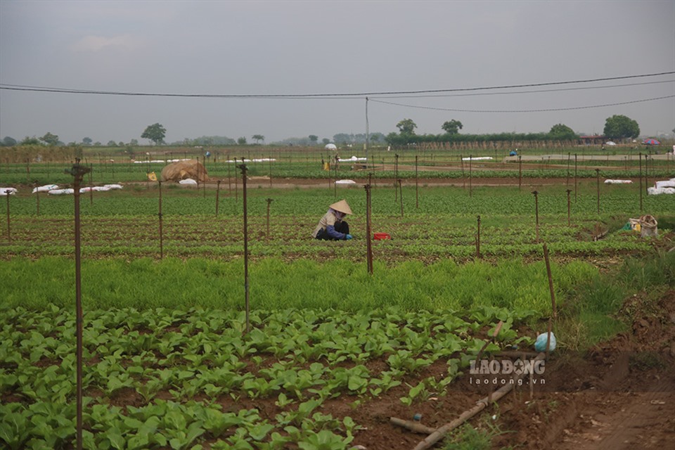 Một số ruộng rau khác ngay khi thu hoạch cũng đã được người dân gieo trồng vụ mới.