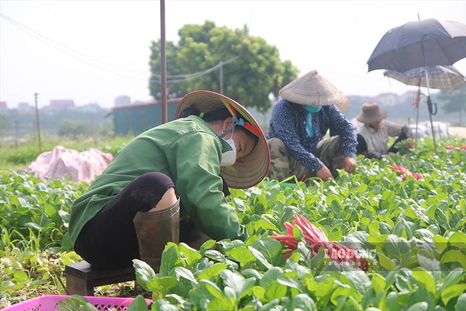 Để kịp thu hoạch rau cải cho tiểu thương đặt hàng, cùng với 2 nhân công trong gia đình, bà Hoa phải mượn thêm 3 người cùng thu hoạch.