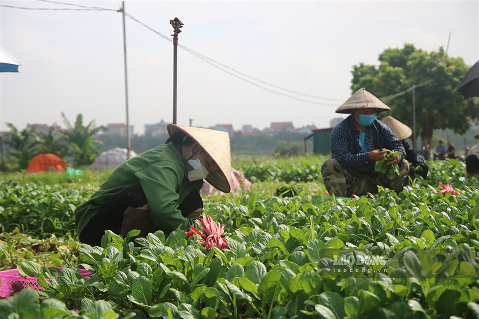 Người dân thu hoạch rau vào vụ tại Mê Linh, Hà Nội.