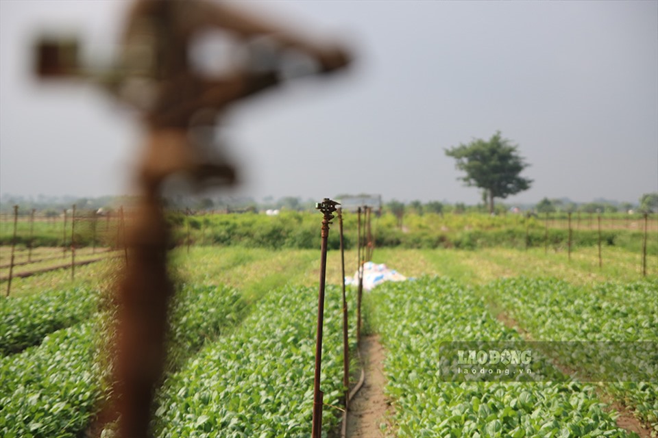 Hiện thu hoạch rau cải từ 4.000 - 6.000 đồng/kg. Ảnh T.Vương