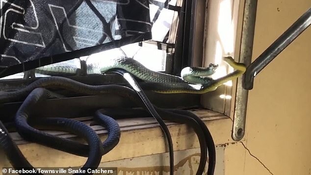 Có ít nhất 4-5 con rắn trên bệ cửa sổ. Ảnh: Facebook/Townsville Snake Catchers