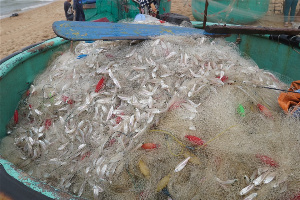 Thúng này đã thu hoạch một mẻ lưới đầy cá mai, có giá bán khoảng 30.000 đồng/kg