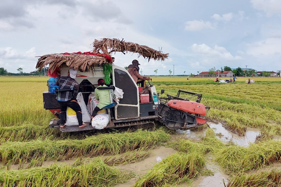 Hiện nay trên nhiều cánh đồng, nông dân Hà Tĩnh đang khẩn trưng thuê máy thu hoạch lúa. Ảnh: Trần Tuấn.
