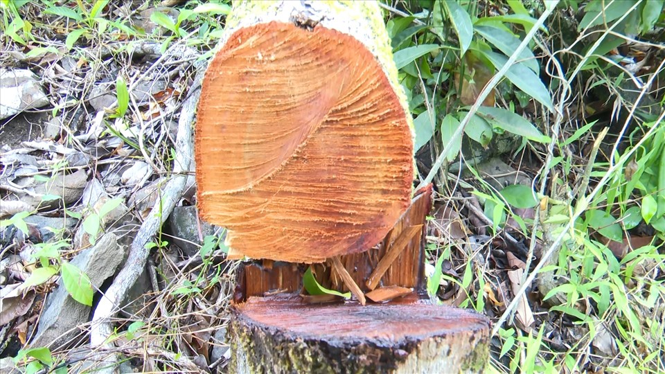 Những cây gỗ tự nhiên có đường kính 40cm cũng bị chặt. Ảnh: Phương Uyên