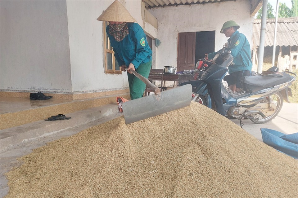 Giá lúa thấp nên nhiều nông dân Hà Tĩnh quyết tích trữ chờ lên cao mới bán. Ảnh: Trần Tuấn.