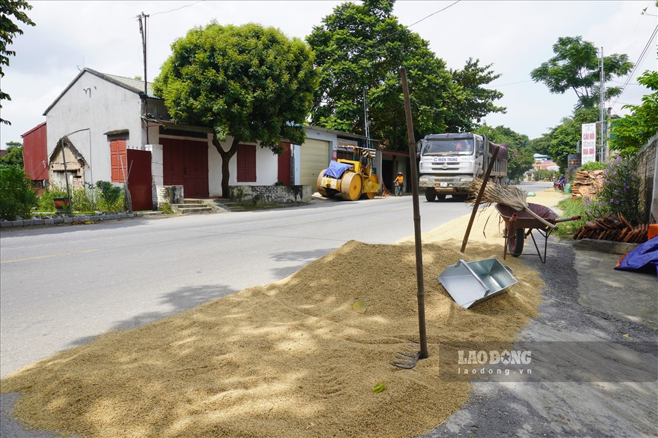 Nhiều đống lúa được đổ ra đường quốc lộ 45 (đoạn qua huyện Đông Sơn) để phơi.