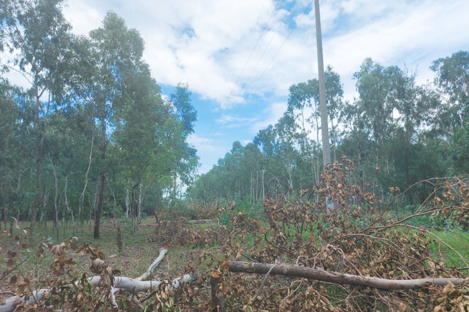 Thống kê của xã Xuân Phổ, có 217 cây bị chặt phải bồi thường cho dân. Ảnh: Trần Tuấn.