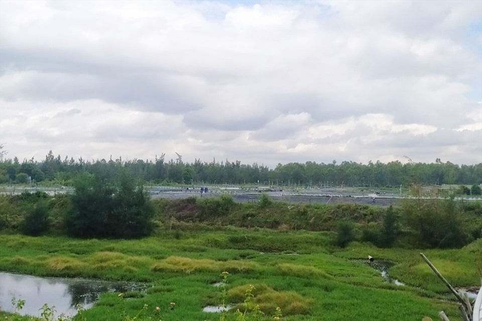 Hồ tôm ở xã Xuân Phổ đấu nối lưới điện của Điện lực Nghi Xuân liên quan đến việc chặt cây của người dân. Ảnh: Trần Tuấn.