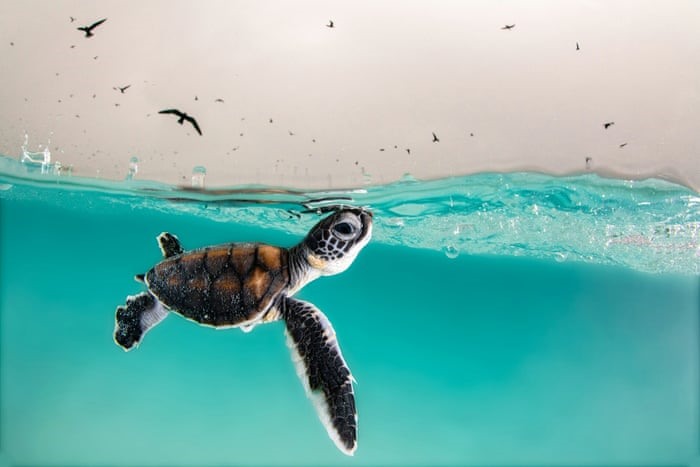 Một con rùa biển mới nở thận trọng nhìn lên bầu trời với những con chim đang đói. Bức ảnh giành chiến thắng trong danh mục Nhiếp ảnh gia đại dương trẻ tuổi của năm. Ảnh: