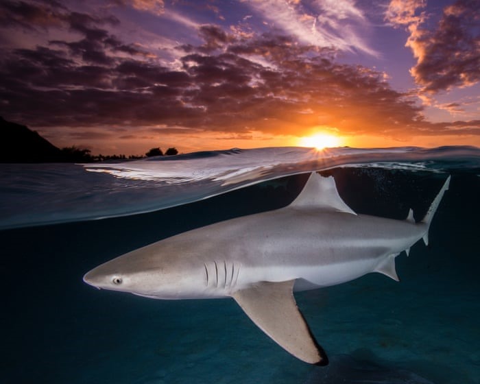 Vây lưng của một con cá mập đầu đen đơn độc nằm thẳng hàng với mặt trời lặn ở Mo'orea, Polynesia thuộc Pháp