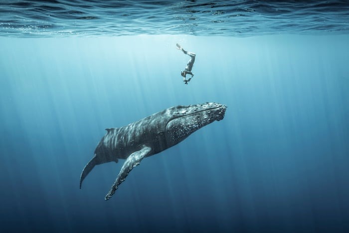 Một con cá voi lưng gù ở đảo Réunion, Pháp. Bức ảnh đứng ở vị trí thứ ba trong danh mục Nhiếp ảnh gia phiêu lưu đại dương của năm