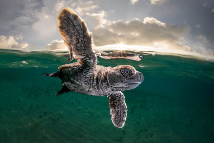 Một con rùa mới nở vài phút đang thực hiện chuyến bơi đầu tiên ở đảo Lissenung, Papua New Guinea. Bức ảnh đoạt giải ba Nhiếp ảnh gia đại dương của năm